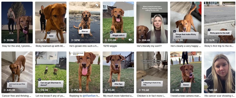 美國寵物tiktok達(dá)人帶貨出海