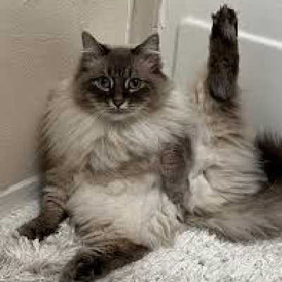 TikTok紅人推廣：n***n｜美國 寵物