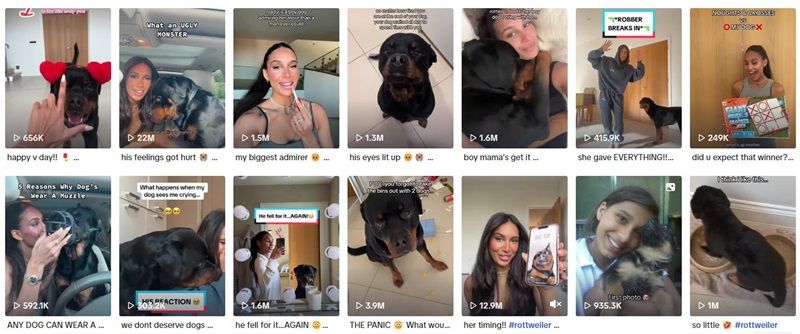 英國tiktok寵物博主網(wǎng)紅頻道內(nèi)容