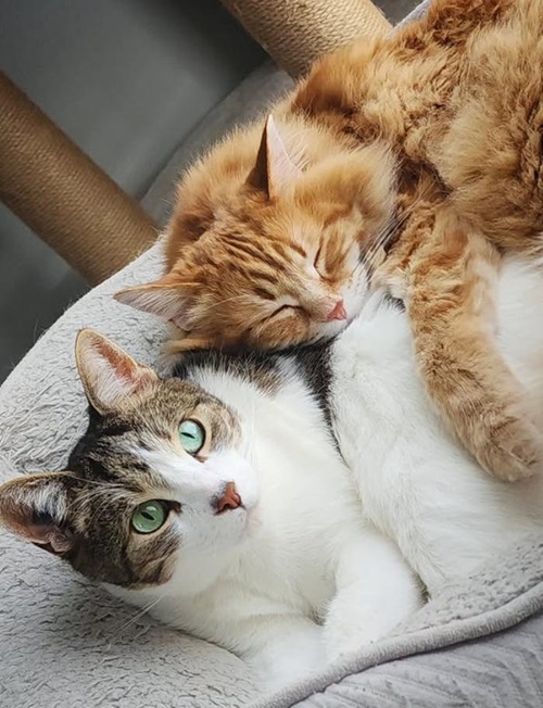 TikTok網(wǎng)紅營銷: 加拿大頭部寵物博主寵物產(chǎn)品帶貨達人