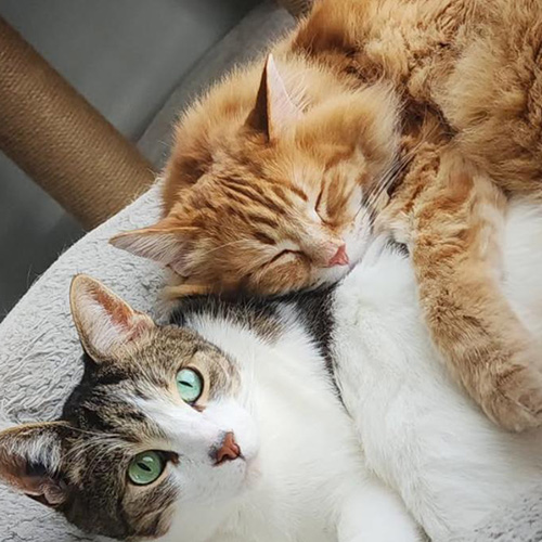 TikTok網(wǎng)紅營(yíng)銷: 加拿大頭部寵物博主寵物產(chǎn)品帶貨達(dá)人