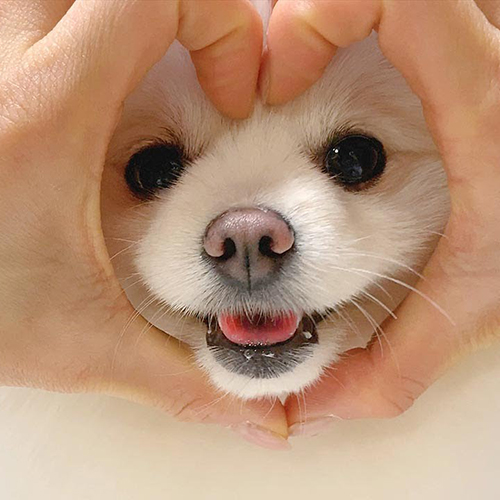 TikTok網(wǎng)紅:韓國(guó)寵物用品帶貨博主