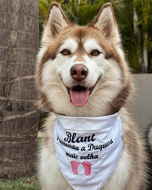 TikTok巴西寵物類網(wǎng)紅宣傳博主